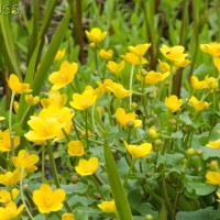 Marsh Marigold